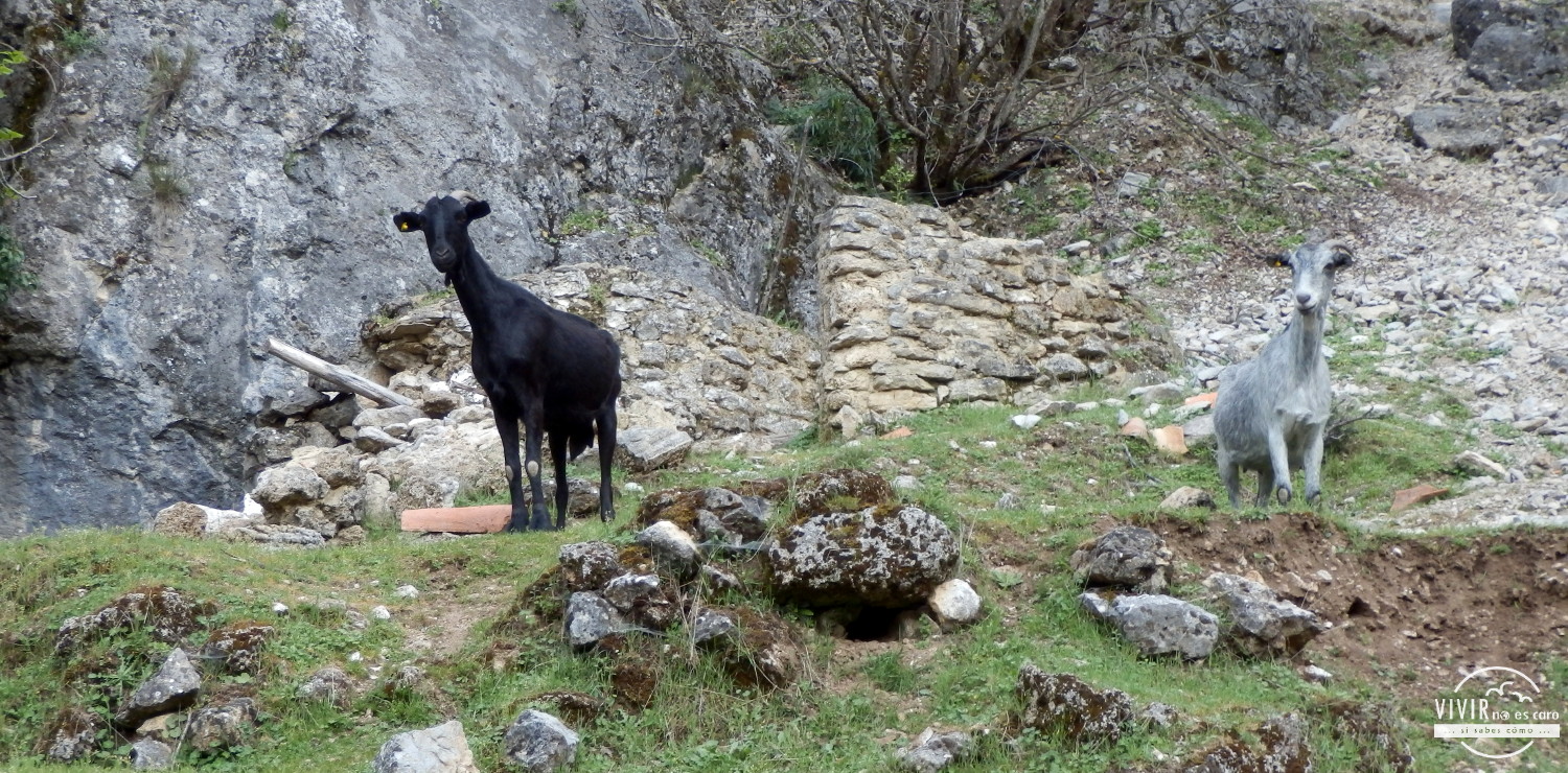 Ruta Al Nacimiento Del R o Borosa Senderismo En La Sierra De Cazorla 